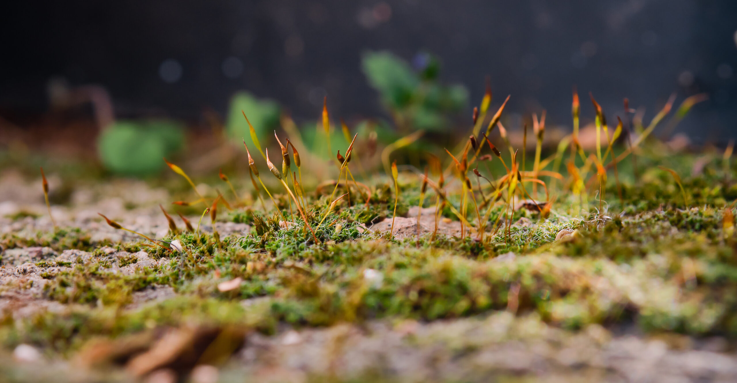 Les Champignons : Les Superhéros Invisibles de Nos Sols 🌱🍄